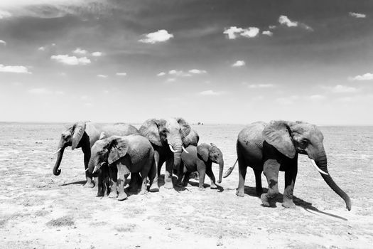 Herd of african elephants in savanna. African elephant societies are arranged around family units made up of around ten closely related females and their calves and is led by an older female.