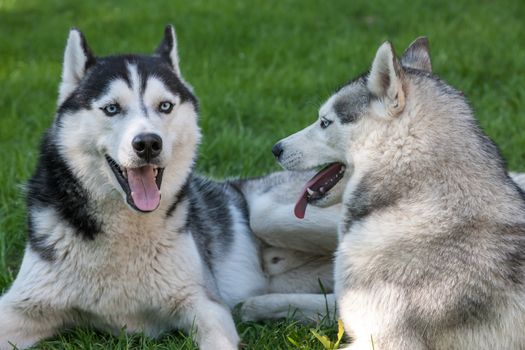 Portrait of two dogs - Siberian Husky on the background of green grass