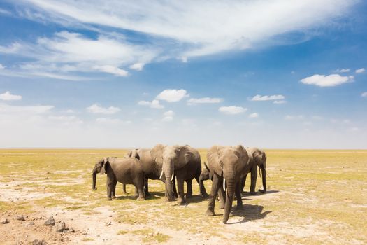 Herd of african elephants in savanna. African elephant societies are arranged around family units made up of around ten closely related females and their calves and is led by an older female.