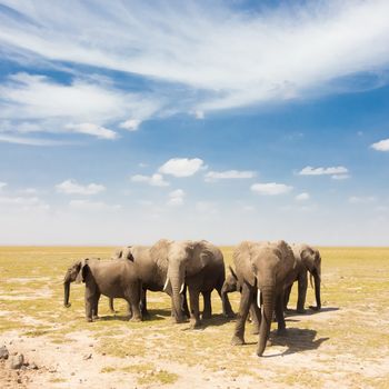 Herd of african elephants in savanna. African elephant societies are arranged around family units made up of around ten closely related females and their calves and is led by an older female.