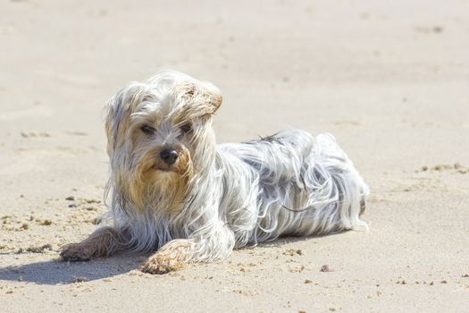 yorkshire terrier on the beach in windy day 