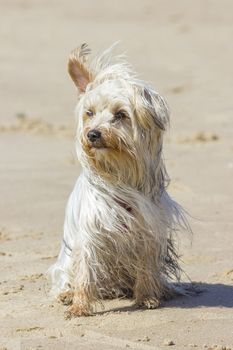 yorkshire terrier on the beach in windy day