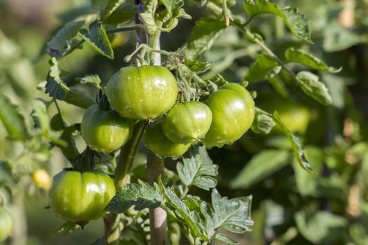 Green Tomatoes in a garden