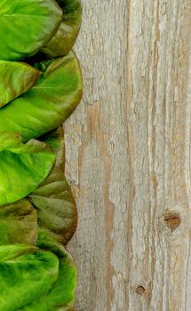 Vertical Border of Fresh Crunchy Green and Red Butterhead Lettuce closeup on Rustic Wooden background