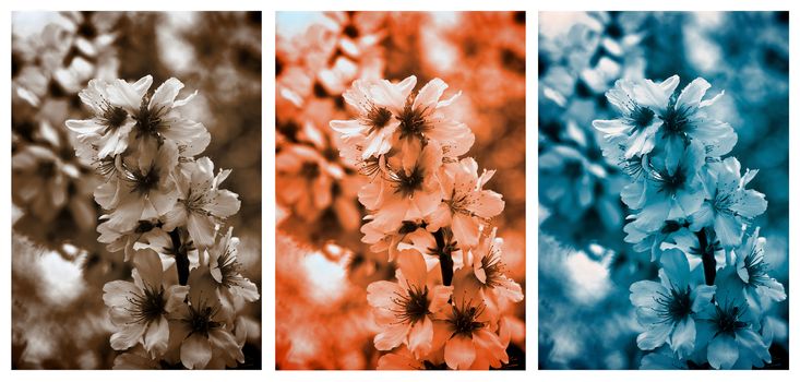 Collection of Beauty Cheery Tree Blossom closeup Toned in Different Colors
