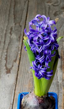 Beauty Purple Hyacinth with Leafs and Bulbs in Square Flower Pot on Rustic Wooden background