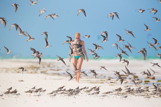 Flock of birds on the beach. Woman walking on the beach in the background.  Focus on birds.