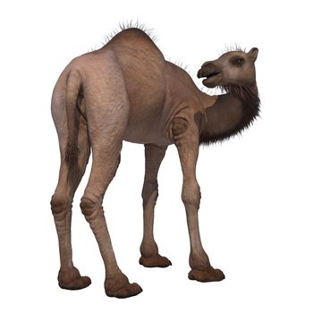 3D digital render of a camel isolated on white background