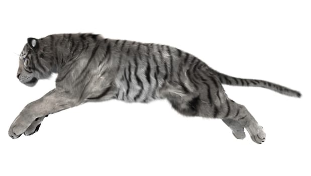 3D digital render of a jumping white tiger isolated on white background