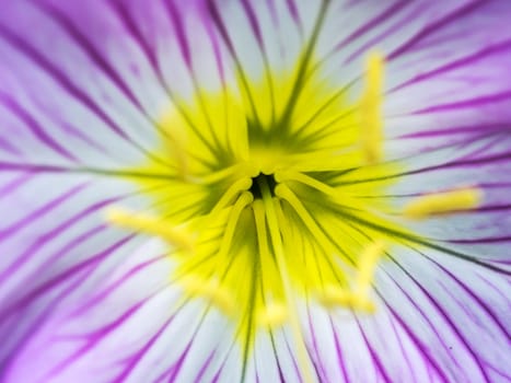 Closeup to wildflower