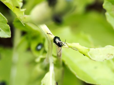 Closeup to a beetle