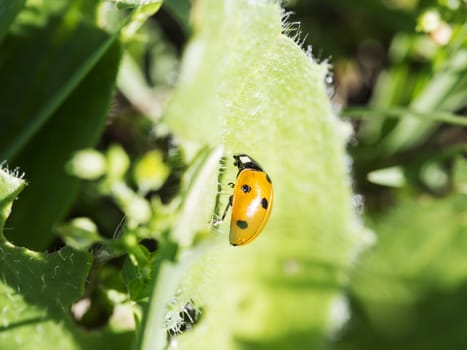 Closeup to a yellow lady bug