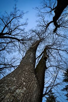 natural background view of the blue sky old lime