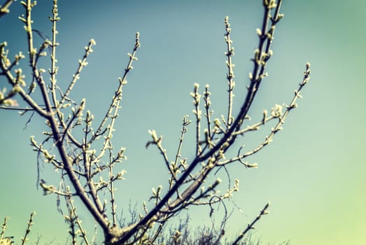 Spring flowering tree and blue sky, vintage colors 