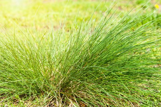 Fresh grass abstract background, bright field with sunlight, beautiful nature at spring, soft focus, ecology and energy concept