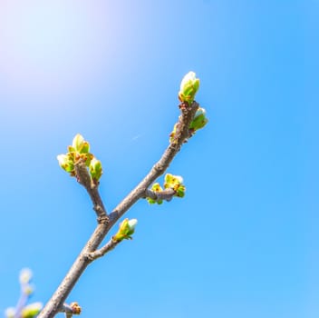 Tree branch with buds in sun beams, blue sky