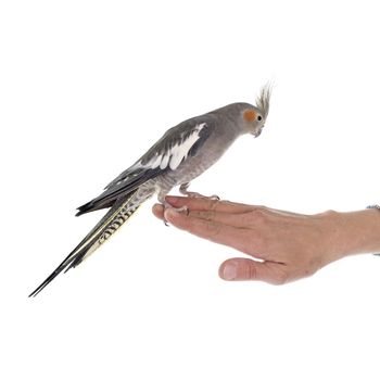 young Cockatiel in front of white background