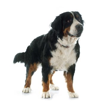 portrait of a purebred bernese mountain dog in front of white background