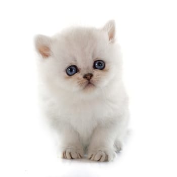 kitten exotic shorthair in front of white background