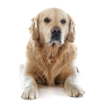 purebred golden retriever in front of a white background