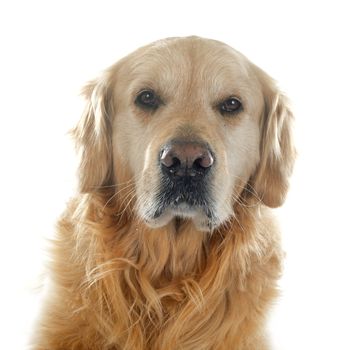 purebred golden retriever in front of a white background