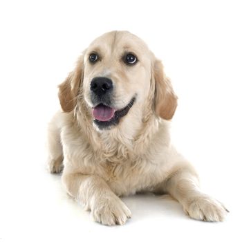 purebred golden retriever in front of a white background