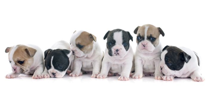 puppies french bulldog in front of white background