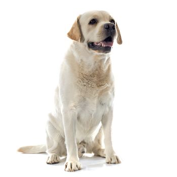 labrador retriever in front of white background