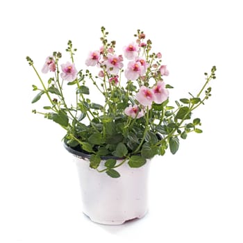 Diascia flower in front of white background