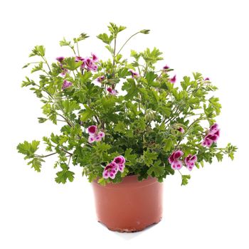 pelargonium crispum in front of white background