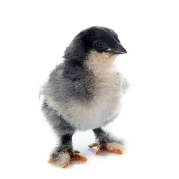 brahma chick in front of white background