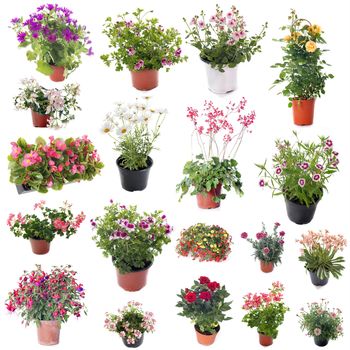 group of flower plants in front of white background