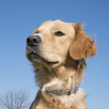 golden retriever in front of a blue sky