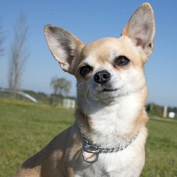 female chihuahua in front of a blue sky