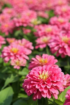 Close up pink zinnia flowers in the garden