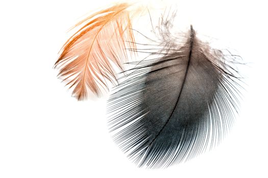 Colorful bird feathers, isolated on white background