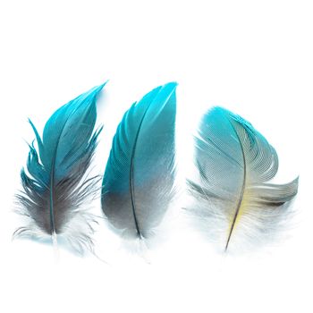 Colorful bird feathers, isolated on white background