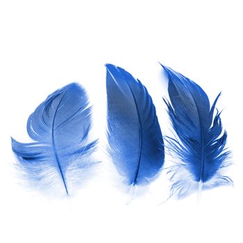 Colorful bird feathers, isolated on white background