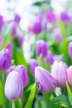 Colorful purple tulip photographed with a selective focus and a shallow depth of field