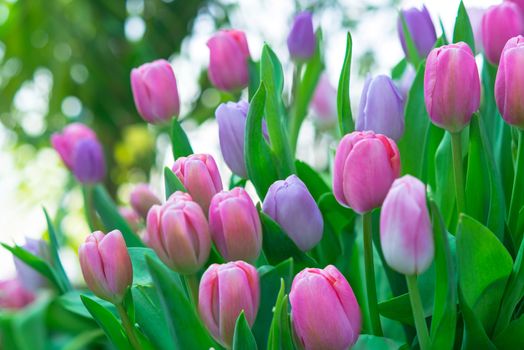 Colorful pink tulip photographed with a selective focus and a shallow depth of field