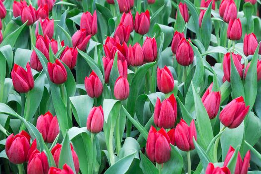 Colorful red tulip blooming in field plantation