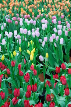 Colorful tulip flowers blooming in filed plantation