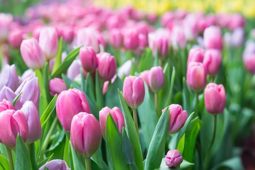 Colorful pink tulip blooming in field plantation