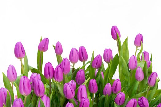 Colorful purple tulip flowers, isolated on white background