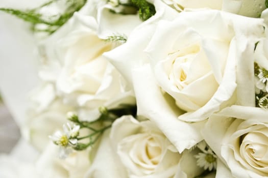 white roses as a background