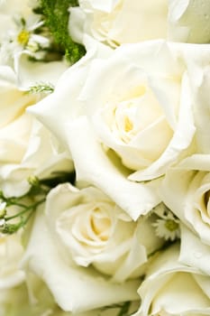 white roses as a background
