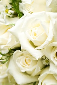 white roses as a background