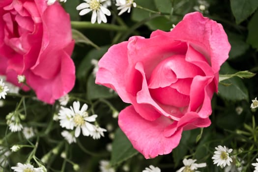  Red roses as a background