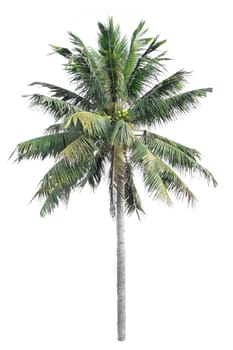 Coconut tree on a white background