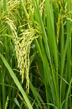 Green rice in the field rice background